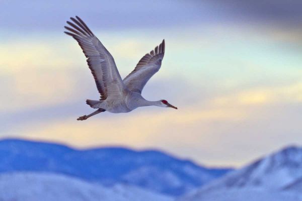 New Mexico Sandhill crane flying at sunset
